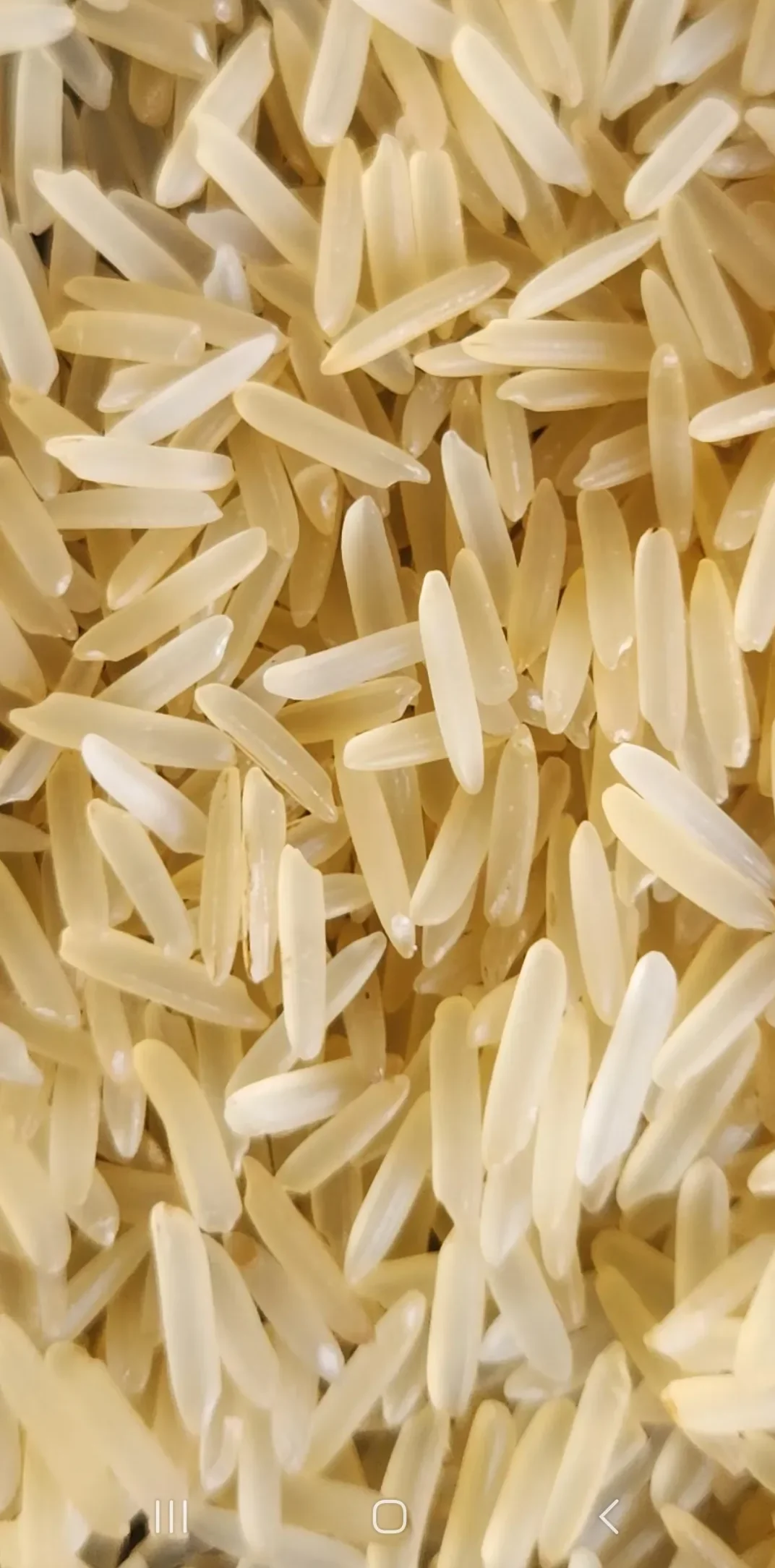 1509 Golden Sella Basmati Rice