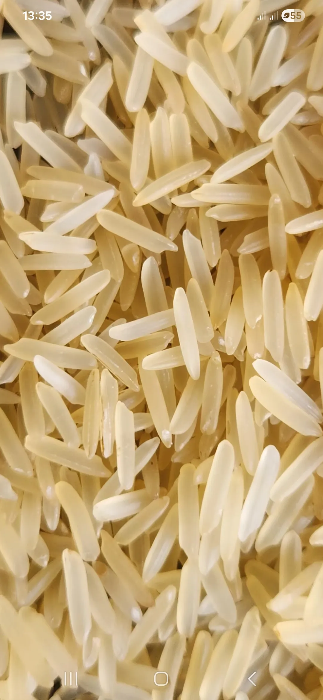 1509 Golden Sella Rice